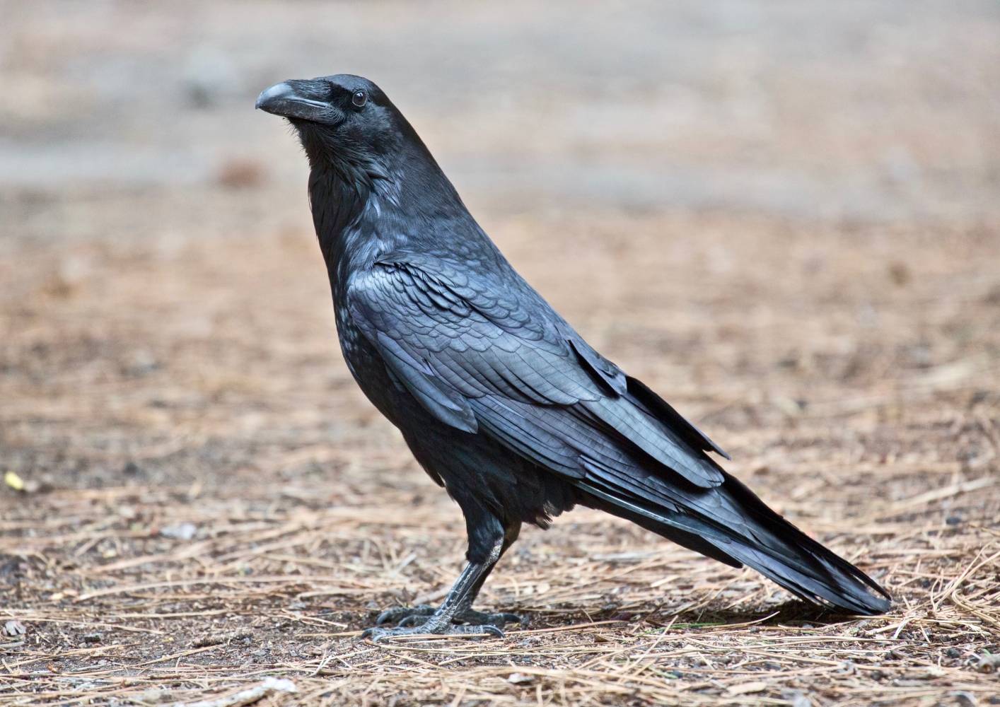 File:Corvus corax (Common Raven), Yosemite NP, CA, US - Diliff.jpg by Diliff is licensed under CC BY-SA 3.0